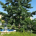 Ginkgo Daire *